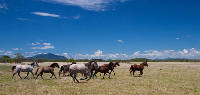 File:Cavalos.jpg