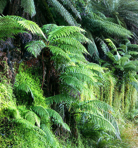 File:556px-Ferns02.jpg