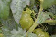 Green Tomatoes
