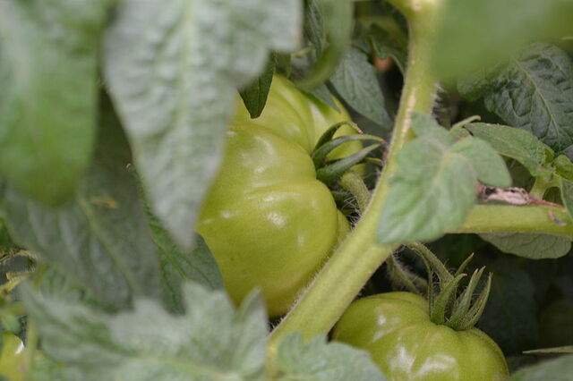 File:Green Tomatoes.jpg