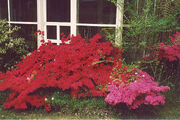 800px-50Azaleas JH
