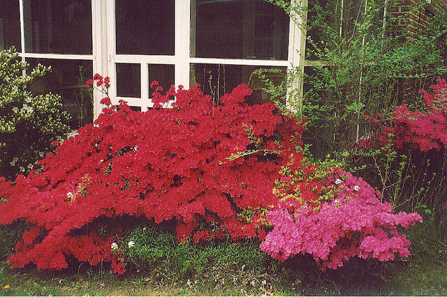 File:800px-50Azaleas JH.jpg
