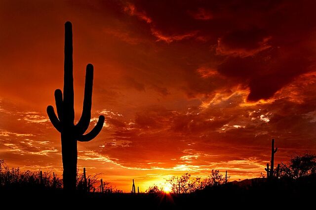 File:800px-Saguaro Sunset.jpg