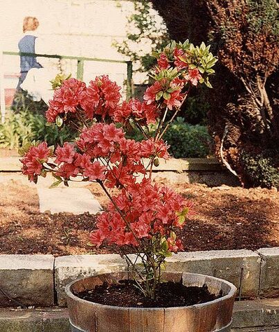 File:504px-Azalea.750pix.jpg
