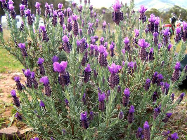 File:Topped lavender.jpg