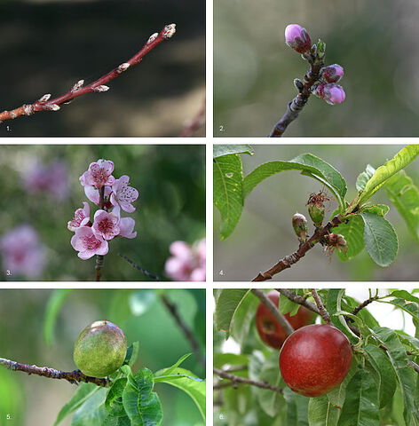 File:590px-Nectarine Fruit Development.jpg
