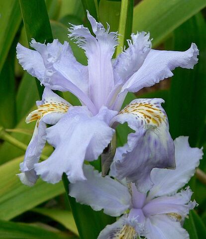 File:518px-Iris wattii 4.jpg