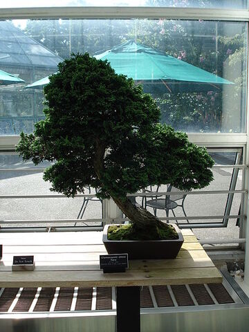 File:Slanting bonsai.jpg