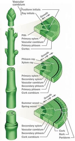 File:318px-Stem-cross-section2.jpg