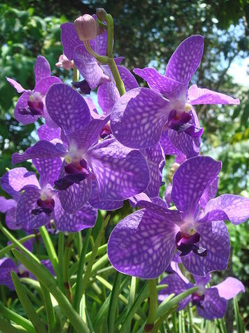 File:450px-Purple orchids.jpg