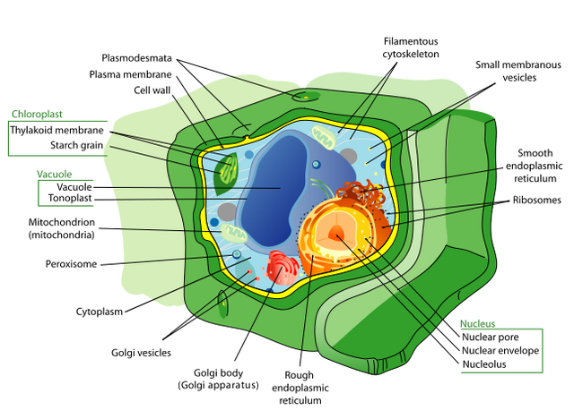 File:Plant Cell.png