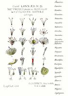 Ehret-Methodus Plantarum Sexualis