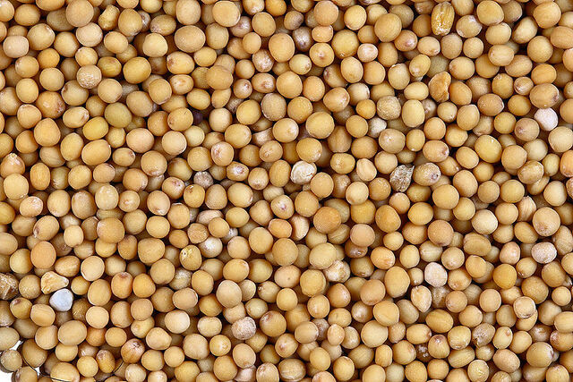 File:800px-Sa yellow mustard.jpg