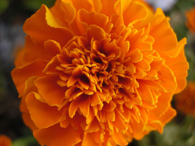 File:800px-African Marigold.jpg