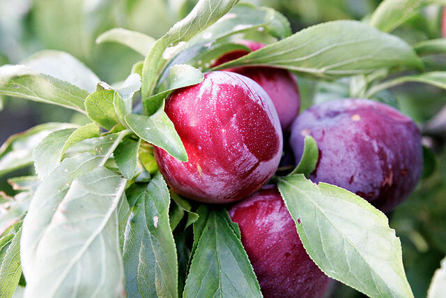 File:800px-Plum on tree02.jpg