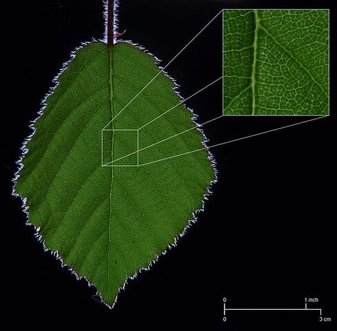 File:611px-BrambleLeaf CrossPolarisedLight Diagram.jpg