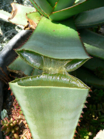 File:450px-Split Aloe.jpg