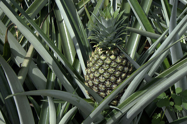 File:800px-AnanasComosusOnPlant.jpg