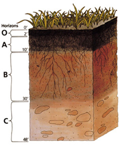 File:Profilesoil.jpg