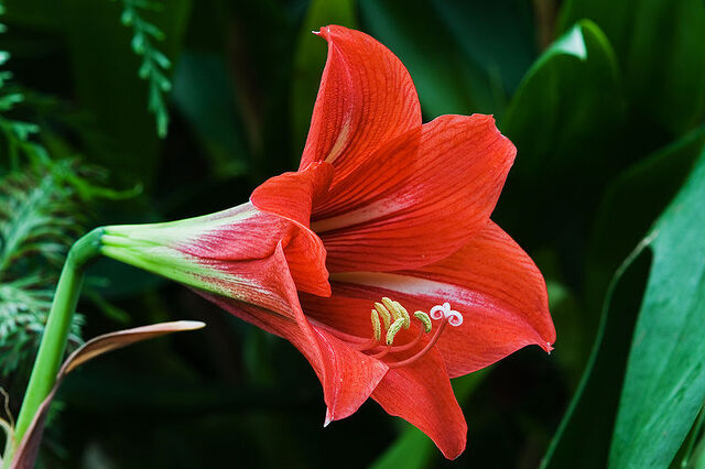 File:800px-Unidentified Lillium 6648.jpg