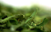 Parsley
