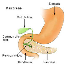 Illu pancrease
