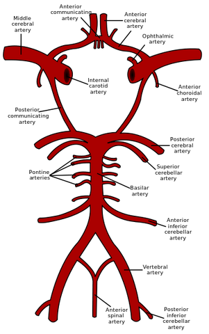 File:Circle of Willis en.svg.png