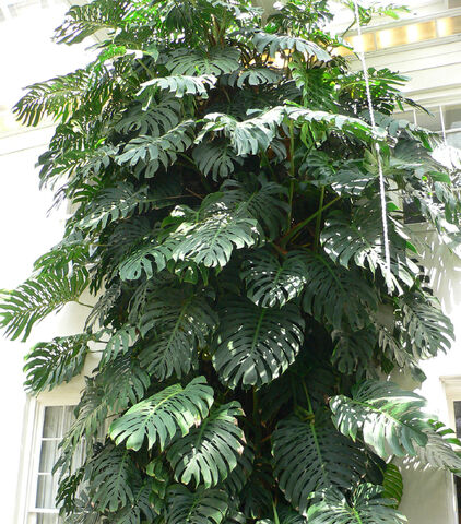 File:Monstera deliciosa large.jpg