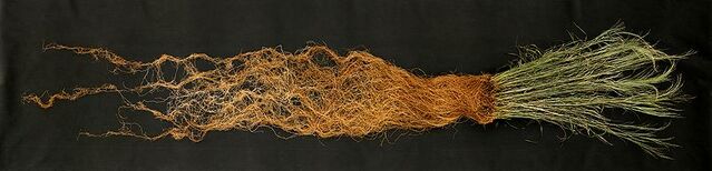 File:Switchgrass roots.jpg