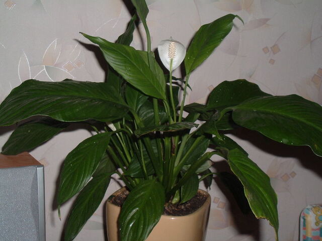File:Spathiphyllum.jpg