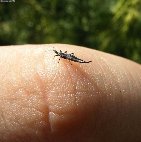 File:599px-Ponticulothrips diospyrosi.jpg