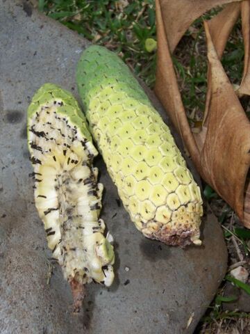 File:Monstera deliciosa ripe fruit.jpg