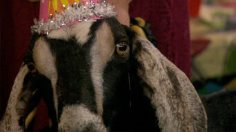 The-Goat-how-i-met-your-mother-1183689 500 280.jpg