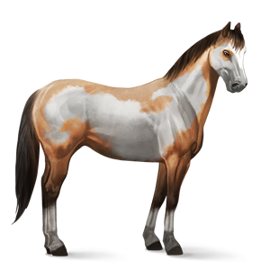 File:Paint Horse - Dun Overo.png