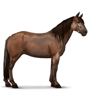 Adult Highland Pony