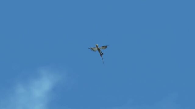 File:UpwardSpiralStormfly1.jpg