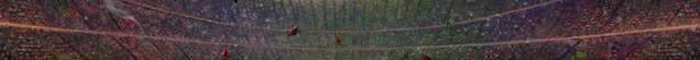 File:Untitled.png