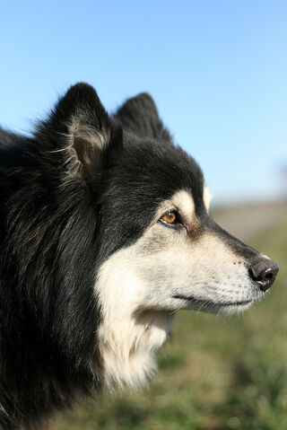 Datei:FinnischerLapphundKopf.jpg