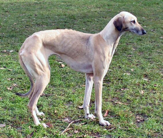 Datei:ArabianGreyhound.jpg