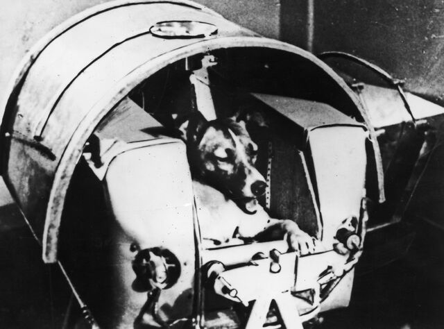 Datei:Laika.jpg