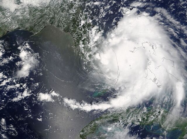 File:Katrina Cat 1.jpg