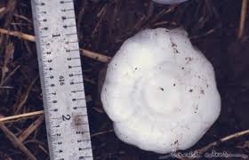 File:Hail (14).jpg