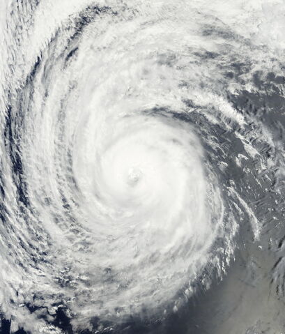 File:Erin 1981.jpg