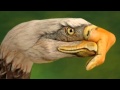 File:Eagle.jpg