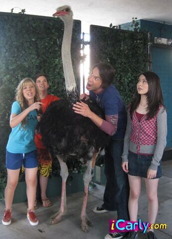 File:Ostrich.jpg