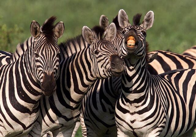 File:Zebras-md34P59506.jpg
