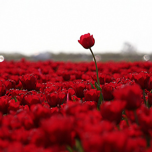 File:Flowers.png