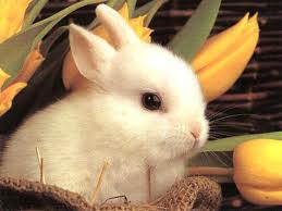 File:Adowable bunny.jpg