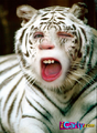 Thumbnail for version as of 20:05, March 13, 2011