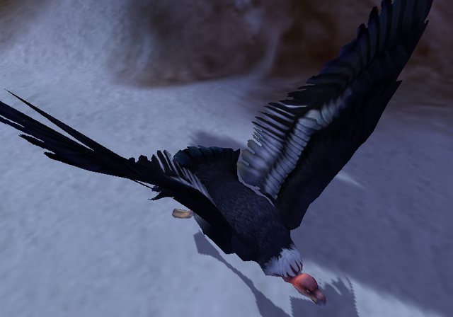 File:Condor.png